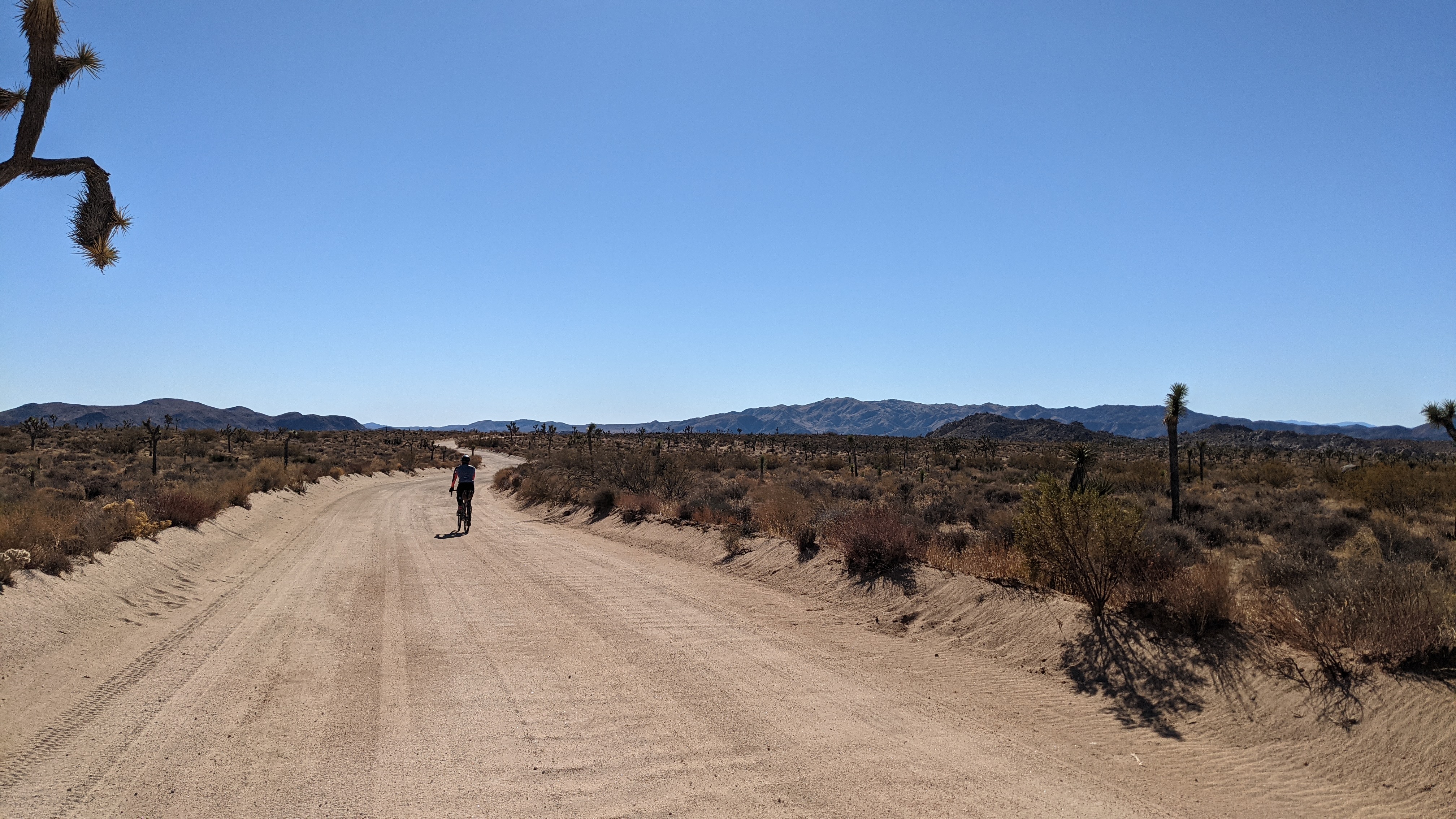 A lone cyclist on a sandy desert road through Joshua trees